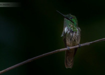 7-Day Itatiaia and Ubatuba Atlantic Forest Birding with Boute Expeditions