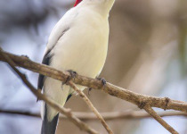 7-Day Northeast Brazil Endemics from Aracaju with Boute Expeditions