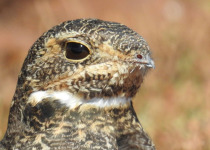 7-Day Pantanal Jaguar and Birds Tour with Boute Expeditions