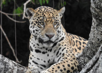 7-Day Pantanal Jaguar and Birds Tour with Boute Expeditions