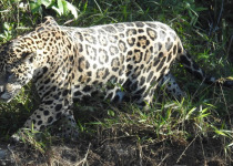 7-Day Pantanal Jaguar and Birds Tour with Boute Expeditions