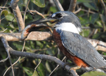 14-Day First Brazil Birding: Pantanal and Atlantic Forest with Boute Expeditions