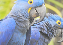 14-Day First Brazil Birding: Pantanal and Atlantic Forest with Boute Expeditions