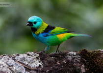 14-Day First Brazil Birding: Pantanal and Atlantic Forest with Boute Expeditions