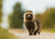 Magic of Migration Lithuania Birding Tour