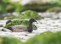 Magic of Migration Lithuania Birding Tour