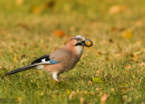 Magic of Migration Lithuania Birding Tour