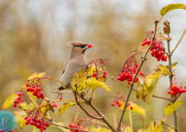 Magic of Migration Lithuania Birding Tour