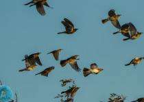 Magic of Migration Lithuania Birding Tour