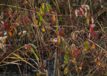 Magic of Migration Lithuania Birding Tour