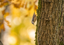Magic of Migration Lithuania Birding Tour