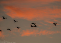 Magic of Migration Lithuania Birding Tour