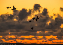 Magic of Migration Lithuania Birding Tour