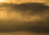Magic of Migration Lithuania Birding Tour