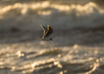 Magic of Migration Lithuania Birding Tour