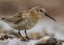 Magic of Migration Lithuania Birding Tour