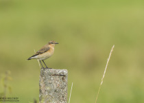 Magic of Migration Lithuania Birding Tour