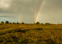 Magic of Migration Lithuania Birding Tour