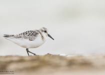 Magic of Migration Lithuania Birding Tour