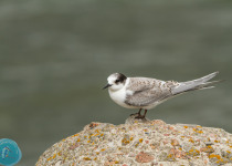 Magic of Migration Lithuania Birding Tour