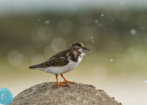 Magic of Migration Lithuania Birding Tour