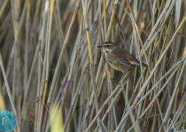 Magic of Migration Lithuania Birding Tour