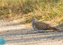 Magic of Migration Lithuania Birding Tour