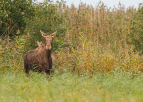 Magic of Migration Lithuania Birding Tour