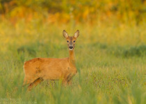 Magic of Migration Lithuania Birding Tour