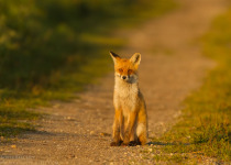 Magic of Migration Lithuania Birding Tour