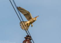 Magic of Migration Lithuania Birding Tour