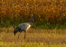 Magic of Migration Lithuania Birding Tour