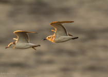 Magic of Migration Lithuania Birding Tour