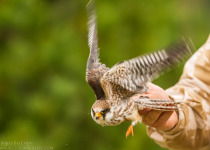 Magic of Migration Lithuania Birding Tour