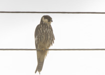 Magic of Migration Lithuania Birding Tour