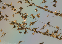 Magic of Migration Lithuania Birding Tour