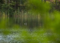 Twitching Lithuania 9-Day Birding Tour