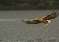 Twitching Lithuania 9-Day Birding Tour
