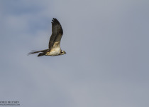 Twitching Lithuania 9-Day Birding Tour