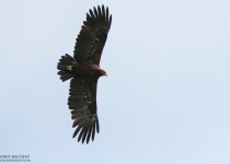 Twitching Lithuania 9-Day Birding Tour