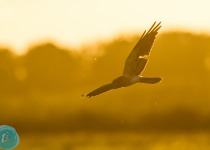 Twitching Lithuania 9-Day Birding Tour