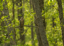 Twitching Lithuania 9-Day Birding Tour