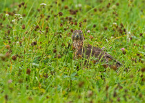 Twitching Lithuania 9-Day Birding Tour