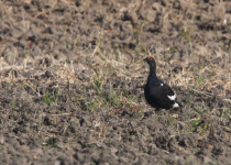 Twitching Lithuania 9-Day Birding Tour