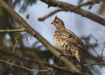 Twitching Lithuania 9-Day Birding Tour