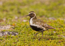 Twitching Lithuania 9-Day Birding Tour