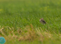 Twitching Lithuania 9-Day Birding Tour