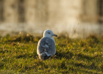 Twitching Lithuania 9-Day Birding Tour