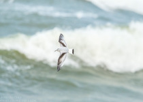 Twitching Lithuania 9-Day Birding Tour
