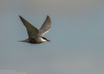 Twitching Lithuania 9-Day Birding Tour